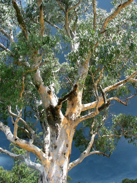 10 uses for eucalyptus oil, smells of Australia About Trees, Australian Trees, Eucalyptus Trees, Washing Detergent, Eucalyptus Tree, After Rain, Baby Koala, Fast Growing Trees, Forest Path