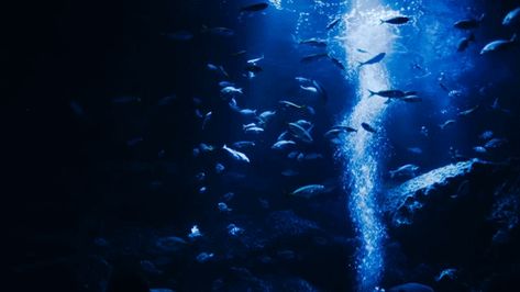 Shark Gif, Ocean Gif, Fish Gif, Fish Banner, Dc Banner, Different Types Of Aesthetics, Emo Roblox Avatar, Blue Jellyfish, Goth Wallpaper