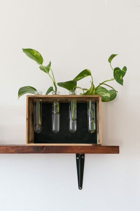 Aprende a reproducir plantas y a hacer este jarrón (o estación de propagación) con tubos de ensayo de laboratorio. Plants In Test Tubes On Wall, Diy Test Tube Propagation, Test Tube Propagation Wall, Test Tube Plant Holder, Metal Test Tube Vase Connected Framed, Lata Vintage, Marie Curie, Garden Styles, Home Staging