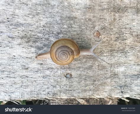 Snail Top View, Top View, Painting Projects, Art Project, Design Illustration, Illustration Design, Art Projects, Tattoo Ideas, Royalty Free Stock Photos