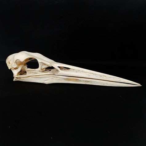 Animal Skull Side View, Skull Side View, Skull Reference, Skull Collection, Animal Reference, Animal Anatomy, Bone Horn, Animal Bones, Reference Pictures