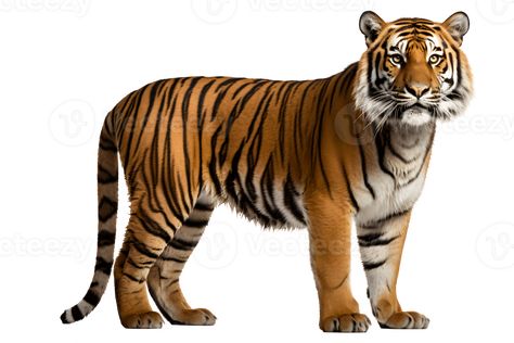 wild tiger side view isolated on transparent background ,tiger cut out ,generative ai Tiger Side View, Safari Illustration, Tiger Images, Sky Images, Wild Tiger, Safari Party, Girls Cartoon, Girls Cartoon Art, Side View