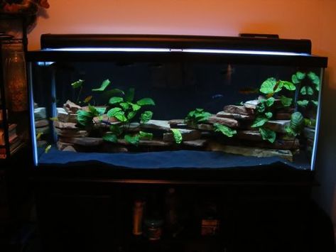 Angelfish Tank, Black Aquarium, Cichlid Aquarium, Aquarium Sand, Fish Tank Themes, Aquarium Set, Goldfish Tank, Fish Tank Terrarium, Cool Fish Tanks