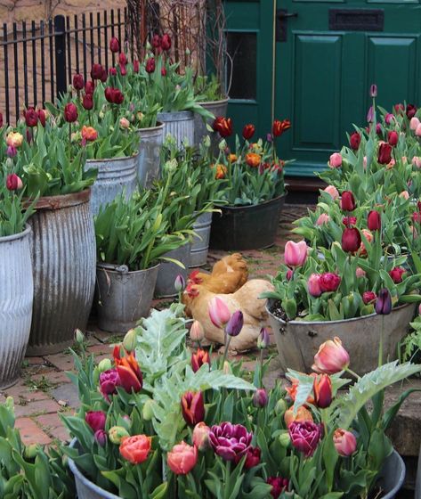 I’d rather plant a thousand tulips than take Prozac.  That is what I did last winter with a bit of Prozac still, gin & elderflower and… Bulbs Garden Design, Chicken Garden, Gravel Garden, Garden Bulbs, Garden Containers, Guest Speakers, Garden Cottage, Spring Garden, Raised Garden