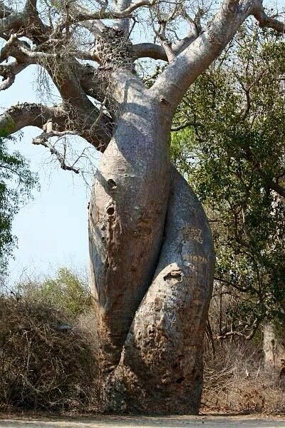 . Strangler Fig, Different Trees, Tree Of Love, Weird Trees, The Fig Tree, Amazing Trees, Two Trees, Beautiful Trees, Old Trees