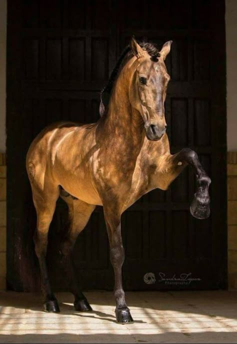 Ahal Teke, Andalusian Horse, Most Beautiful Horses, Majestic Horse, All The Pretty Horses, Equine Photography, Cute Horses, Horse Photos, Horse Coloring