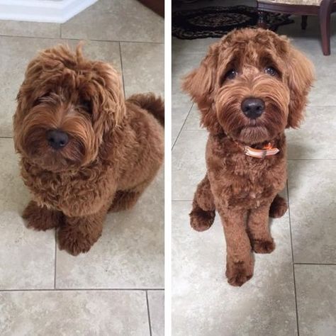 Labradoodle Short Haircut, Labradoodle Summer Cut, Labradoodle Hair, Labradoodle Haircut Style, Labradoodle Cuts, Teddy Bear Doodle, Labradoodle Haircut, Labradoodle Grooming, Bear Doodle