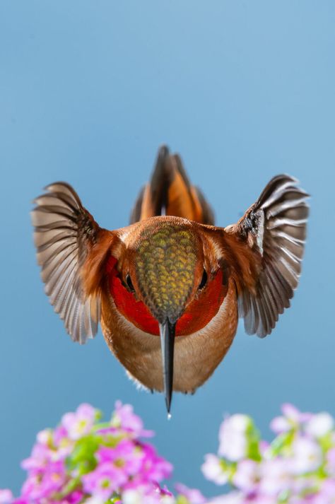 Winged Life Finalist - Little Winged Warrior By Robert Dodson Rufous Hummingbird, Winning Photography, Isle Royale National Park, Photography Competitions, South Lake Tahoe, Photography Contests, Frozen In Time, World Photography, Photography Awards