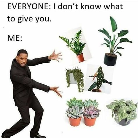 https://www.instagram.com/p/CIQh7S3B3rV/?igshid=pe9cvsnc8w4s Plant Jokes, Office Plants, Plant Aesthetic, Pretty Plants, Plant Mom, Plant Lady, Plant Life, Plant Lover, Green Thumb