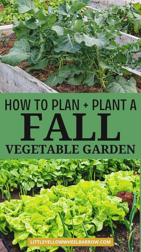 The ultimate guide to vegetable gardening in the Fall. Learn the best cool weather vegetables to plant and grow in a Fall garden. These are the best gardening tips and ideas to help you plan, plant, and grow a Fall garden. Learn what the best time is to plant a Fall vegetable garden, how to care for your cold weather veggie garden, and what will grow well in a cooler weather garden. This is must know garden tips for beginner gardeners and avid gardeners alike. Fall garden vegetables Fall Vegetable Garden, Winter Vegetables Gardening, Vegetable Garden For Beginners, Fall Vegetables, Fall Garden Vegetables, Garden Wallpaper, Garden Veggies, Gardening 101, Veg Garden