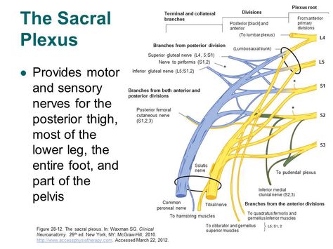 Lumbosacral Plexus, Sacral Plexus, Nursing School Clinicals, Nerve Anatomy, Sensory Nerves, Nursing Schools, Medical Student Study, Medical Anatomy, Neurology