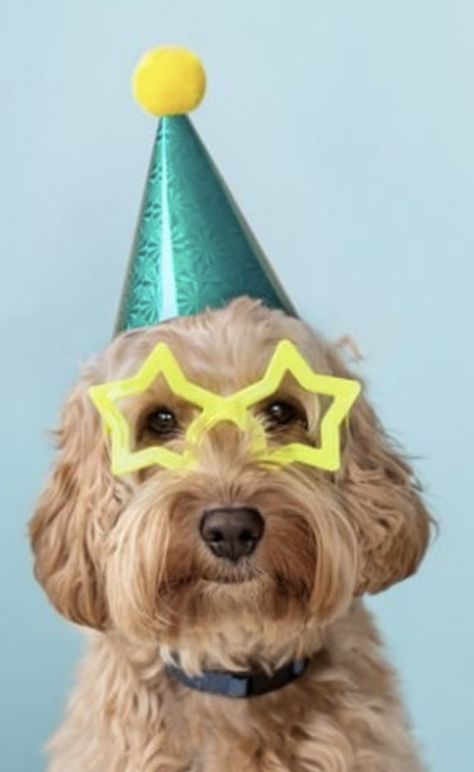 Funny Pictures With Friends, Dog Birthday Photoshoot, Dog Birthday Pictures, Dog Photoshoot Pet Photography, Funny Dog Jokes, Animal Photoshoot, Puppy Photography, Dog With Glasses, Dog Birthday Cake