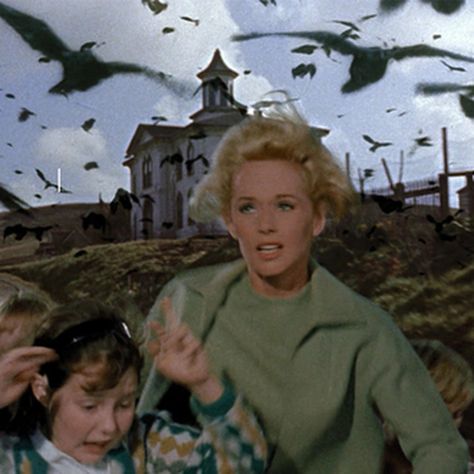 The Birds Hitchcock, Hitchcock The Birds, Alfred Hitchcock Quotes, The Birds Movie, Comedy Movies On Netflix, Attack Movie, Action Comedy Movies, Bird Attack, Alfred Hitchcock The Birds