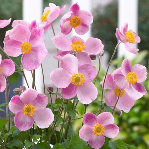 Anemone little princess Allium Christophii, Anemone Hupehensis, Allium Sphaerocephalon, Small Gardens, Garden Supplies, Anemone, Little Princess, Lawn Garden, Garden Projects