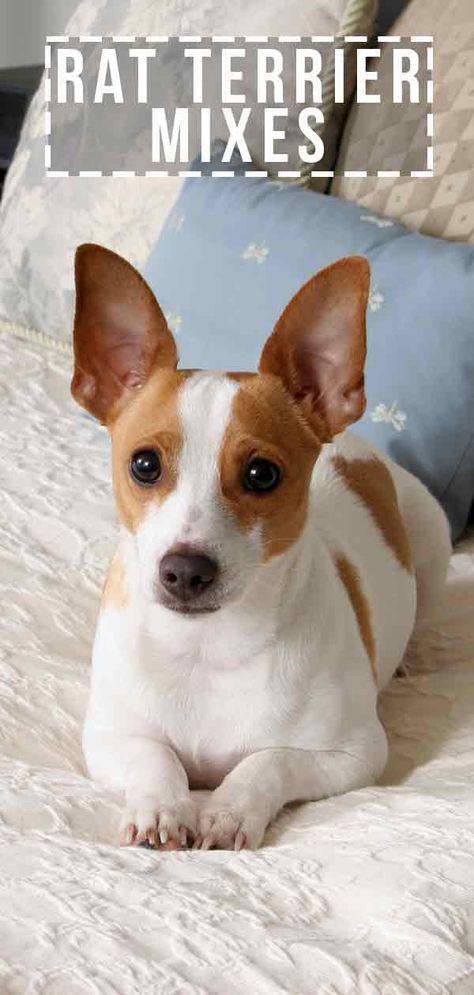 Rat Terrier Mixes – Which Cross Will Be Your Perfect Puppy? Chihuahua Rat Terrier Mix Dogs, Rat Terriers Dogs, Rat Terrier Chihuahua Mix Dogs, Rat Terrier Art, Good Apartment, Toy Manchester Terrier, Rat Terrier Puppies, Chi Dog, Terrier Mix Breeds