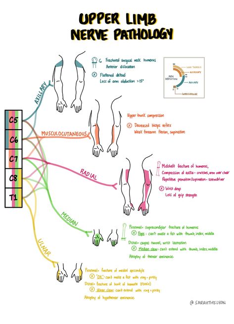 Axillary Nerve, Nerve Anatomy, Physical Therapy School, Physical Therapy Student, Physical Therapy Assistant, Basic Anatomy And Physiology, Sports Therapy, Medical Student Study, Medical School Studying