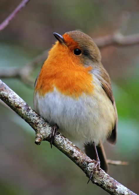 European Robin, Robin Bird, Nature Birds, Bird Pictures, Pretty Birds, Bird Photo, Colorful Birds, Cute Birds, Little Birds