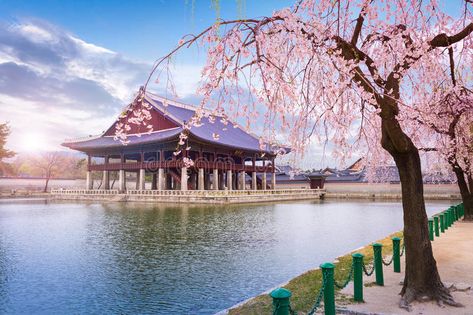 Gyeongbokgung palace in spring South Korea. Gyeongbokgung palace in spring, Sout , #sponsored, #palace, #Gyeongbokgung, #spring, #Korea, #South #ad South Korea Background, Korean Scenery, Spring Korea, Hd Landscape, Korea Winter, Gyeongbokgung Palace, Korea Wallpaper, Korea South, 4k Wallpapers For Pc