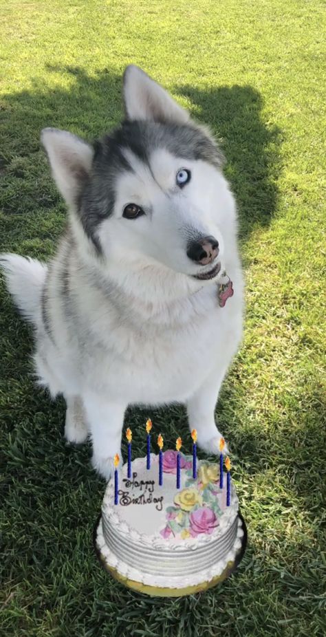 3rd Birthday Happy Birthday Chihuahua, Husky Birthday, Dog Birthday Wishes, Celebrating Birthday, Melting Moments, Siberian Huskies, Dog Birthday Party, Happy Tails, Husky Puppy