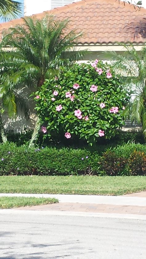 Hibiscus tree,  pink blooms,  www.universaldevgroup.com Hibiscus Bush Landscaping, Villa Aesthetic, Hibiscus Bush, Hibiscus Tree, Plant Photos, Garden Gate, Pool Landscaping, Garden Gates, Tropical Garden