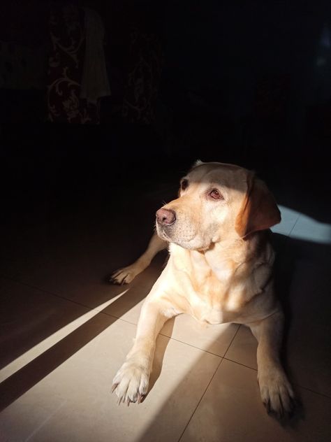 Labrador Aesthetic, Lab Dog, Dog Photo, A Dog, Labrador Retriever, Labrador, Lab, Sun