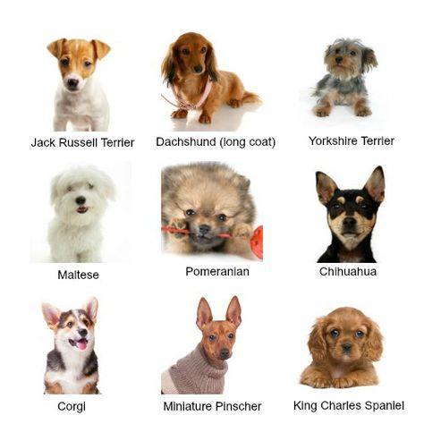 pAlthough they may all be 'little guys', small dogs come in a huge variety of shapes and sizes.  Here are 9 of the most popular small breeds, aren't they adorable? Small Dog Breeds Chart, Types Of Small Dogs, Mini Dogs Breeds, Dogs Types, Small Dog Names, Dog Breeds Chart, Cutest Small Dog Breeds, Best Small Dog Breeds, Tiny Dog Breeds