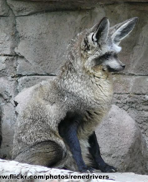 Bat Eared Fox, Fuchs Baby, Creature Fantasy, Interesting Animals, Unusual Animals, Rare Animals, Pretty Animals, Wild Dogs, Silly Animals