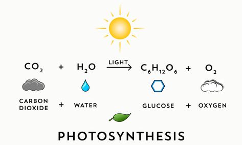 Photosynthesis Equation, Process Of Photosynthesis, Funny Quotes Wallpaper, Healthy Book, Chemical Equation, Biology Lessons, Science Notes, Class 8, School Related