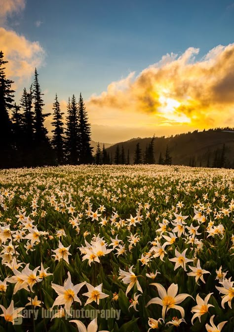 A field of Avalanche Lilies (Erythronium montanum) at sunset in the Olympic mountians, Olympic National Park. Olympic National Park, Scenic Landscape, Nature Landscape, Amazing Nature, Nature Photos, Mother Earth, Pretty Pictures, Beautiful World, Beautiful Landscapes