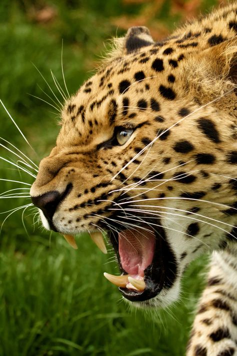 captvinvanity: Snarl | Photographer | CV - life Jaguar Wallpaper, Angry Animals, Majestic Animals, Cheetahs, Large Cats, African Animals, Ford Gt, Leopards, Animal Planet