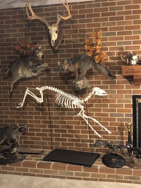 Fawn Taxidermy Reference Gothic Taxidermy, Sick Vibes, Taxidermy Aesthetic, Bone Hunting, Antique Taxidermy, Taxidermy Decor, Animal Taxidermy, Sea Wolf, Wet Specimen