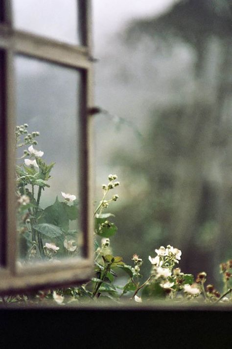 10 Ways to Make Life Lovely | Cultivating Gentleness | Festival Brides An Open Window, Moon Garden, Room With A View, 背景 シンプル, Window View, Foto Art, Open Window, Through The Window, Jolie Photo