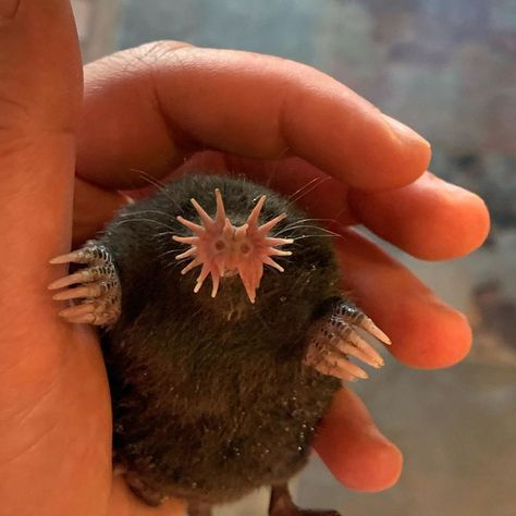 Star-Nosed Mole Cute Mole Animal, Cute Weird Animals, Moles Animal, Star Nosed Mole, Mole Character, Mole Animal, Baby Mole, Fairy Armadillo, Creepy Animals