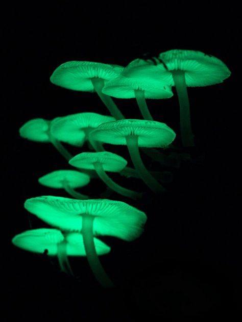 Green Bioluminescence, Bioluminescence Plants, Bioluminescence Mushroom, Mycena Chlorophos, Bioluminescent Fungi, Glow In The Dark Mushrooms, Bioluminescent Mushrooms, Glowing Mushrooms, Mushroom Pictures