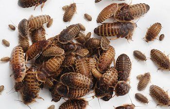 Raising Dubia Roaches for Your Chickens - I know what you're thinking, roaches?! Yuck! You mean the things that infest houses and are ridiculously hard to kill? But these are not the cockroaches you are imagining.These are dubia roaches, a tropical species that generally does not... Potato Digger, Dubia Roaches, Kill Roaches, Chicken Diet, Meal Worms, Simpson Wallpaper Iphone, Chicken Treats, Farm Living, Protein Intake