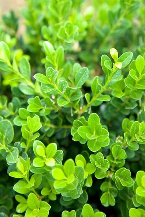 Amazon.com : Southern Living Baby Gem Boxwood (Hedge, Bush, Green Foliage) (Cant Ship TN), 2 Gallon : Patio, Lawn & Garden Evergreen Shrubs Full Sun, Gem Boxwood, Baby Gem Boxwood, Buxus Microphylla, Shrubs For Borders, Japanese Boxwood, Boxwood Landscaping, Southern Living Plant Collection, Southern Living Plants