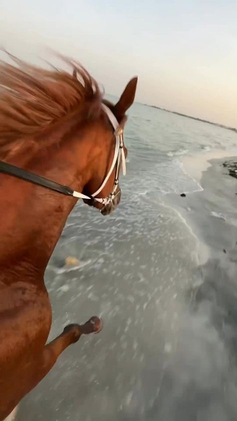 Video: horse_bh_  #horses #ilovehorses #horselover #equestrian Cavalli Video, Horse Riding Beach, Beautiful Horses Wild, Horse Riding Videos, Small Horse Barns, Horsey Life, Horse Riding Aesthetic, Horse Riding Outfit, Beach Video