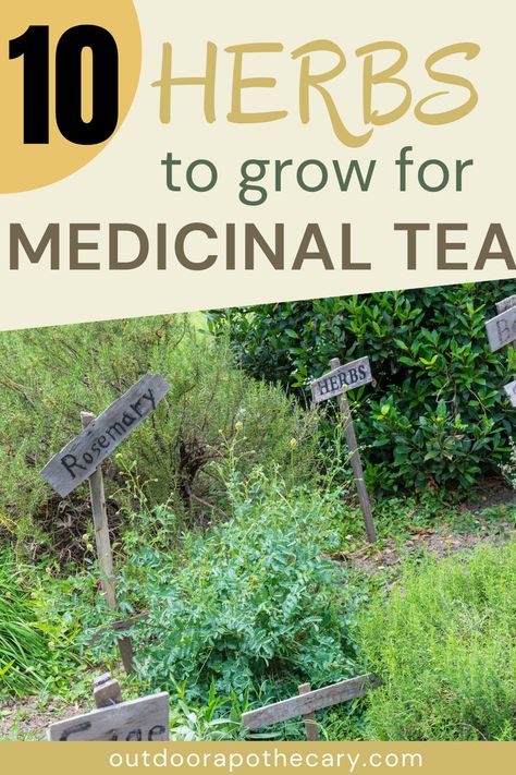 Herbs At Home, Medical Herbs, Self Sufficient, Permaculture Design, Diy Remedies, Holistic Remedies, Natural Therapy, Growing Herbs, Natural Home Remedies