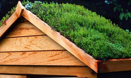 Add a Green Roof to Your Shed | Sheds.co.uk Structural Plants, Lychnis Chalcedonica, Green Roof Planting, Roof Plants, Living Green Roof, Green Roof Garden, Green Roof House, Grass Roof, Green Roofs