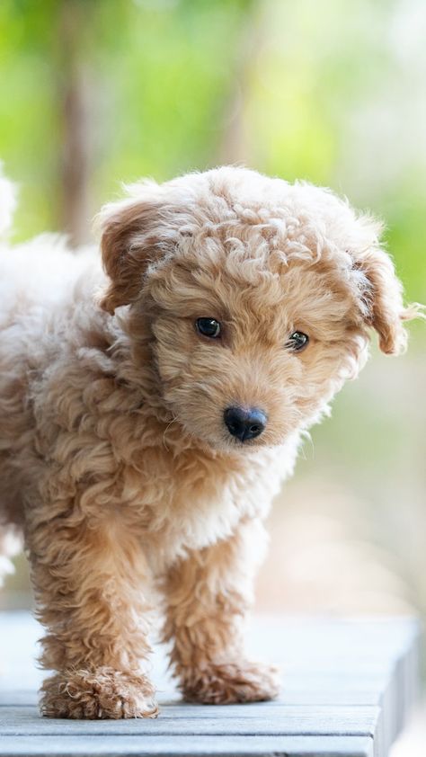 10 adorably small dog breeds that stay small via @AOL_Lifestyle Read more: https://www.aol.com/article/lifestyle/2019/07/29/10-adorably-small-dog-breeds-that-stay-small/23781987/ Forever Puppy, Cute Puppies Images, Teacup Chihuahua Puppies, Cute Small Dogs, Puppy Images, Cute Little Puppies, Fluffy Dogs, Poodle Puppy