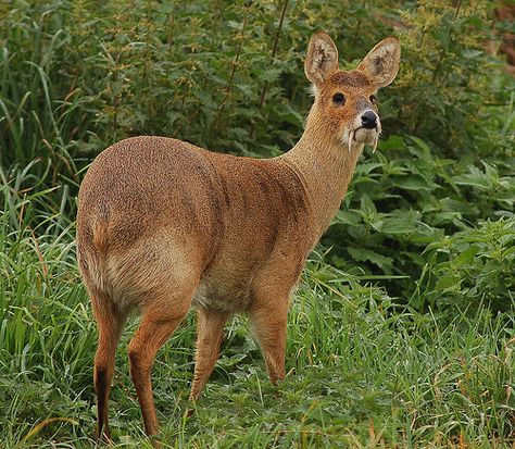 Chinese water deer (Hydropotes inermis inermis) also called vampire deer Fanged Deer, Vampire Deer, Chinese Water Deer, Chinese Animals, Musk Deer, Water Deer, Unusual Animals, Rare Animals, Pretty Animals