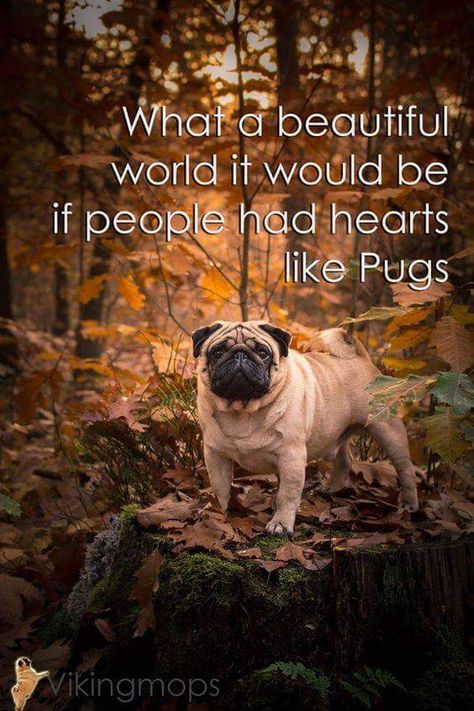 Pug Quotes, Anne Taintor, Pugs And Kisses, Pug Pictures, Pug Mom, A Pug, Pug Puppies, Cute Card, Pugs Funny