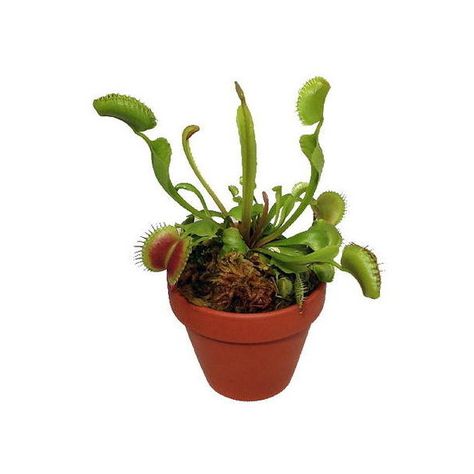 Large Venus Fly Trap, Venus Fly Trap Plant, Fly Trap Plant, Venus Flytrap Plant, Venus Fly Trap Care, Zz Plants, Insectivorous Plant, Live House Plants, Venus Flytrap