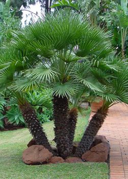 Arizona Desert Palm Trees | Ornamental Desert Trees by Western Tree Company Phoenix Arizona 602 ... European Fan Palm, Cold Hardy Palm Trees, Palm Trees Garden, Port Melbourne, Desert Trees, Outdoor Makeover, Palm Tree Pictures, Palm Trees Landscaping, Small Palm Trees