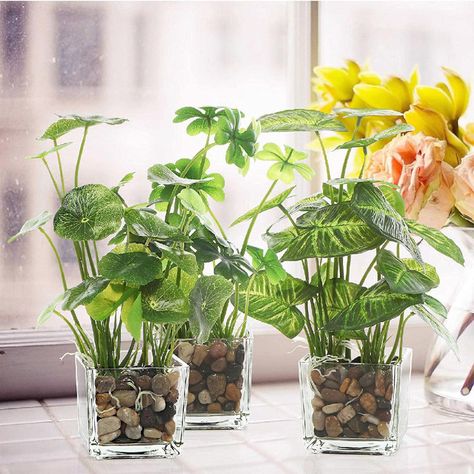 Primrue 3 - Piece Artificial Evergreen Plant in Terrarium Set & Reviews | Wayfair Windowsill Decor, Taro Plant, Plant In Glass, Indoor Plants Styling, Indoor Water Garden, Fake Plants Decor, Artificial Foliage, Indoor Plant Care, Glass Planter