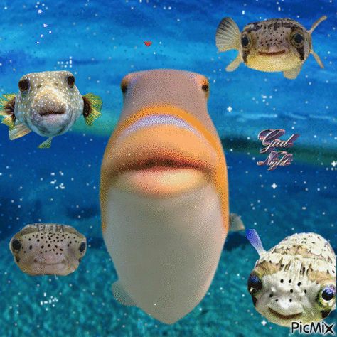 Fish Good Night Fish Gif, Video Maker, Cute Gif, Photo Editor, Animated Gif, Good Night, Photo Frame, Gif, Fish