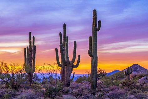 Southwest USA Cactus Stock Images, Photos | Photography Western Aesthetic Wallpaper, Sunrise Images, Cactus Images, Southwest Region, Southwest Usa, Sunset Rose, Scenery Photos, Usa States, Sales Image