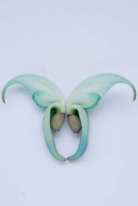 Jade Vine Tattoo, Jade Vine Flower, Philippine Flowers, Jade Vine, Dream Flower, Jade Flower, Ethereal Essence, Butterfly Room, Tattoo Themes