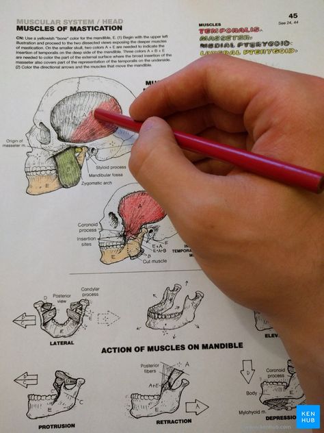 How to learn anatomy with a coloring book | Kenhub Anatomy Coloring Pages Free Printable, Anatomy Illustration Art, Anatomy Coloring Pages, Fun Anatomy, Learn Anatomy, American Flag Coloring Page, Zebra Coloring Pages, Anatomy Coloring, Art Selling