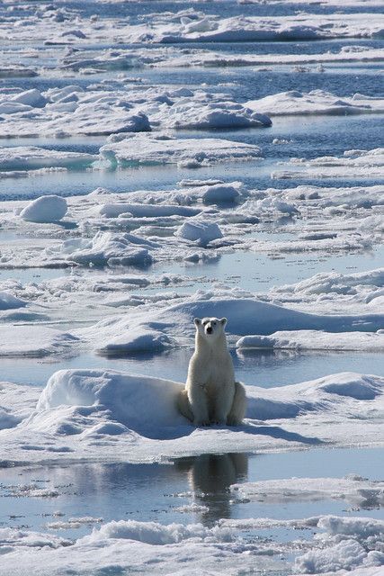 Polar Bear On Ice, Svalbard Norway, Sea Ice, Water Ice, Ice Bears, Ice Water, Polar Bears, Jolie Photo, Animal Planet